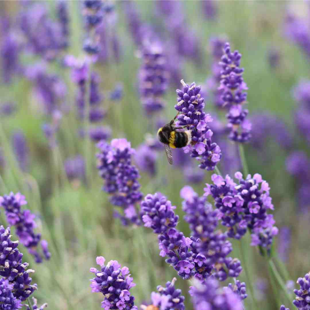 The Hidden Cause of Hair Fall in Pakistan — And the Natural Lavender Solution