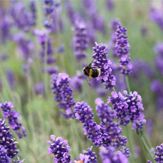 The Hidden Cause of Hair Fall in Pakistan — And the Natural Lavender Solution